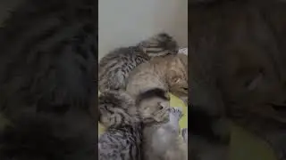 Шотландские мимимишки ❤️#royalshine #cats_of_world