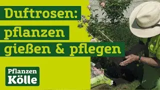 Duftrosen richtig einpflanzen mit Klaus Kölle | Erklärung wie Sie Rosen richtig einpflanzen