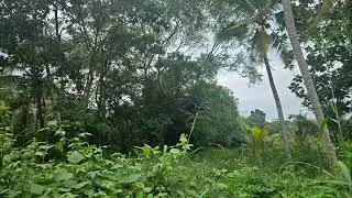 240 perches of land for sale inThalagala, Facing main Rd,5.50 lakhs per perch (negotiable)0778456034