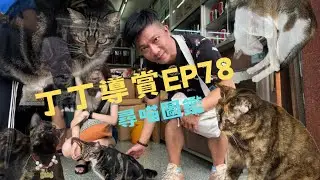 『丁丁導賞團』EP78｜九龍城｜尋喵圖鑑｜體驗團 ｜本集無內容 純睇貓🐱貓店長