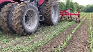 Sarcleur l&eacute;ger avec doigts sarcleurs dans du ma&iuml;s avec une forte pression de mauvaises herbes