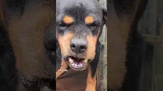 angry dog barking and growling #rottweiler #petsempire #cuteanimal #pets #barkingbliss #cutepet