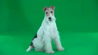 sitting fox terrier green screen