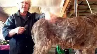 RavenCreek Stripping Spinoni part2
