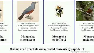 Mad&aacute;r, rend ver&eacute;balak&uacute;ak, csal&aacute;d cs&aacute;sz&aacute;rl&eacute;gykap&oacute;-f&eacute;l&eacute;k paradicsom-l&eacute;gyvad&aacute;sz monarcha myiagra bird