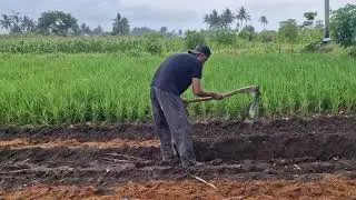 THIS SIMPLE FARMING TECHNIQUE MAKES BED PREPARATION AND FERTILIZING EASY - Agriculture Farming