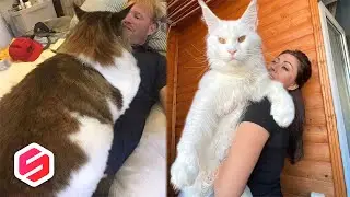 KUCING SEUKURAN MANUSIA! Ini 8 Kucing Paling Aneh dan Menakjubkan yang Pernah Ada