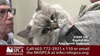 Stray Ragdoll Mix Cat. Approximately 3 years old.  At NHSPCA since 1/15