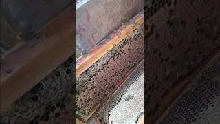 Rearing the best queen honey bees !