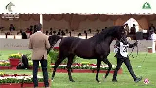 N 317 WAFEE ALRAJHIA   KAAHC 2019   Colts 3 Years Old Class 9B
