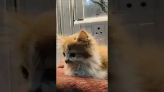 Cats protect your home 🧸😻&hearts;️ #cute #animals #funny #cat #wildlife