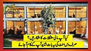 How to start Fancy Poultry Business at Home | Fancy Poultry Farming in urdu |Ch Fancy Birds Farm