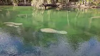 Manatee season at silver spring, Florida.