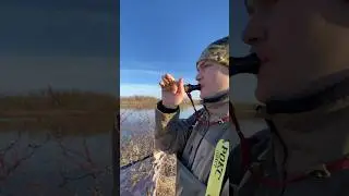 Утиная охота🦆      #охота  #природа #лес #отдых #россия #новости #подпишись #обзор #hunting #duck