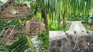 Thăm 90 Bẫy Chuột Dừa Dọc Bờ K&ecirc;nh | Kết Quả Thu Được Bao Nhi&ecirc;u Kg Chuột Dừa???