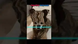 dogs time warp scan 💀 #trolledit #trollface #dog #usa #pets