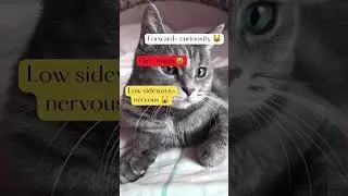 Learn cat body language! What&rsquo;s your cat&rsquo;s ears saying today?