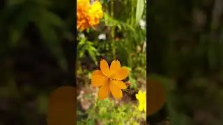 #ytshorts #yt #viral #assamesesong #trending #song #flowers #colors #spring
