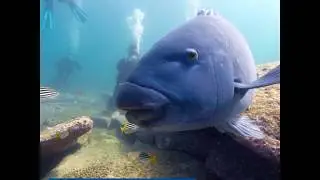 Seventeen Years of Bringing Scuba Diving to Sydney