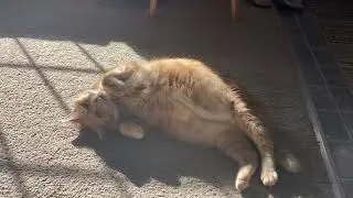 Flipper knows the benefits of getting some sun and vitamin D. #cat #catvideos #sun