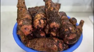 Easy Guide: How to Boil Arrowroot (Cocoyam)for a Delicious and Nutritious Treat!