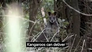 facts about kangaru #shorts #short #facts #knowledge #factsdaily #dailyfacts #motivation #factz