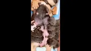 #dog #puppy #doglove #puppyloves #pets #shorts #shortvideo🐶🐶🐶🐶🐶