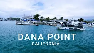 Fifi goes to Dana Point California for Whale Watching