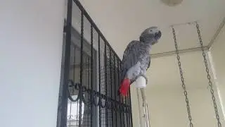 EN GÜZEL KONUŞAN PAPAĞAN ÇAKIL EVİNE GELMEDEN ÖNCEKİ VİDEOSU