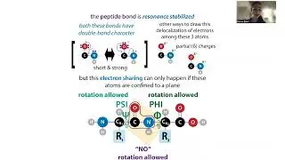 Glycine biochemistry - why the runt of the amino acids is far from generic (hint: think sterics!)