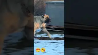 fantastic slow mo of kangal #kangal #kangalkeşfet #animals #dogbreed #pitbull #dogs #shorts