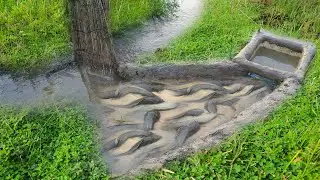 Waw !195 Minutes A Lot of fish ln trap - A fisherman make beautiful fish trapping for catching fish.