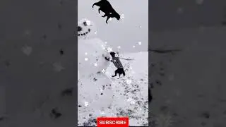 A dog climbs on the 4-meter snowman to try to catch the cat Look at that awesome cool video. #shorts