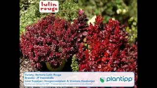 Plantipp new plant introductions for 2016/2017