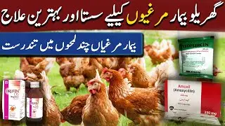 EXTREME Hens Recovery Methods You Need to Know || Use of Brufen & Amoxil and Tylofurcin in Hens
