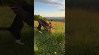 The cat fights with the bird  #animals #wildliferescue#animalvideo  #AnimalRescue