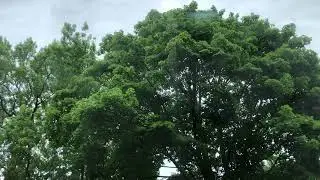 These are Trees