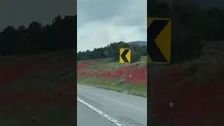 Gorgeous Wildflower Blooms in Utah!