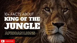African Lions 🦁 || 10+ Amazing Facts About African Lions