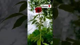 farming||villagenature||red rose#rose 🌹🌹🥰🥰❤️❤️