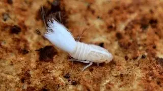ציקסית, נימפה - Cixiidae, nymph