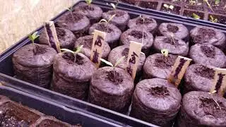 3/16/19 Seed start improvement using an iPower heat mat