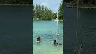 Swimming Monkey trying to drown woman