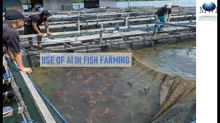 Use of AI in Fish Counting