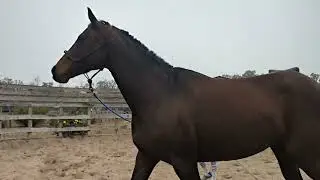 2014 Tiznow OTTB Mare