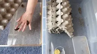Dubia Roach Colony Update + Cleaning Out