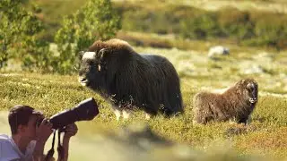 Wildlife of Scandinavia, Timelapse