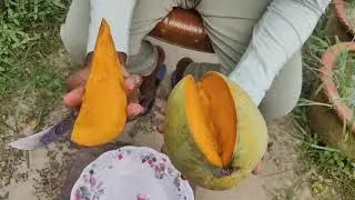 4 kg mango fruits review