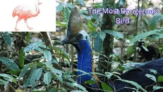 Cassowary the most dangerous bird #wildlife #animals #cassowary