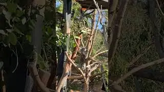 Koala Climbing Down a Tree